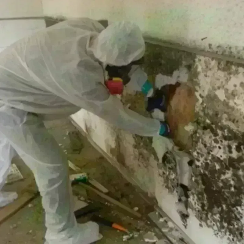 Mold Remediation and Removal in Mount Carmel, PA